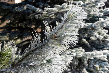 frost on the branches