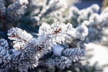 frost on the branches