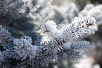 frost on the branches