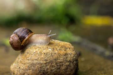 garden snail on a wet rock