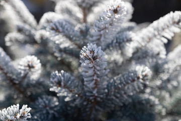 frost on the branches