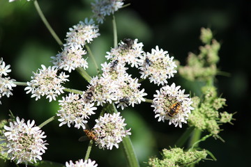 Naklejka premium Bee on the cow parsley plant in park Hitland in Nieuwerkerk aan den IJssel in the Netherlands