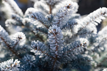 frost on the branches