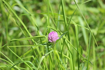 Flower of the red clover between the grass in Park Hitland in Nieuwerkerk aan den IJssel in the Netherlands