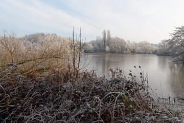 Frost covered reeds and brambles beside a frozen lake on a winter morning