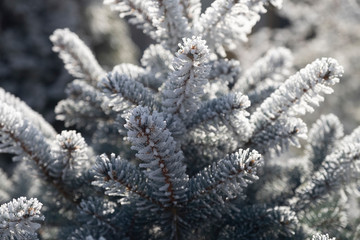 snow covered fir branches