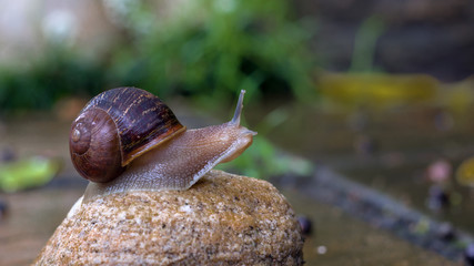 wet snail on a rock eahing up