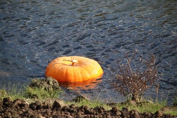 Pumpkin is floating in the water after halloween party in the Netherlands