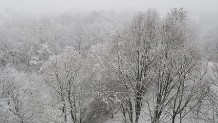 verschneite Bäume im Park - Laubbäume