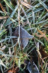 Frozen brown leaves in the morning on the beeche hedge in nieuwerkerk aan den IJssel in the Netherlands