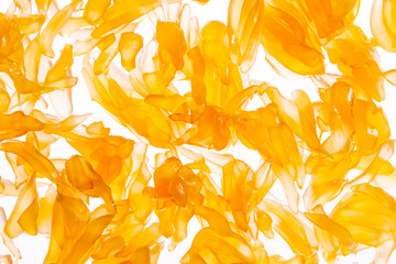 Pomelo Fruit Juicy Vesicles Background. Pomelo fruit macro photography. Vesicle, Juice Sacs, Citrus Carpels on White Shining Through