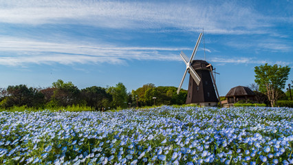 Fototapeta premium Nemophila and windmill 大阪府鶴見緑地の風車