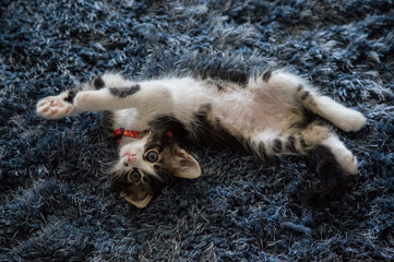 Adorable tabby kitten playing around