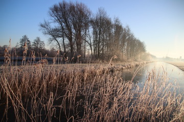 Frozen white reed leaves with ice needles in the sunrise at Park Hitland in Nieuwerkerk aan den IJssel in the Netherlands