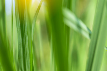 Closeup of nature leaves green blur. In the spring Under the morning light. Use as background and wallpapers.