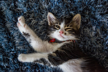 Adorable tabby kitten playing around