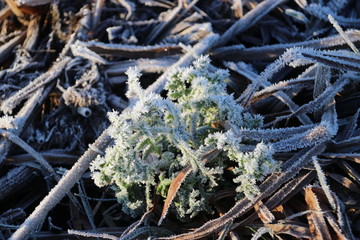 Frozen meadows and water with fog during colorful sunrise in Park Hitland at Nieuwerkerk aan den IJssel in the Netherlands