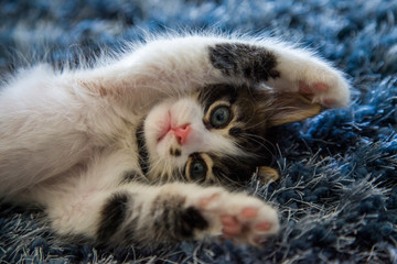 Adorable tabby kitten playing around