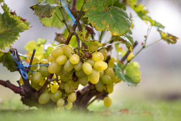 Close-up of vine branch with green leaves and isolated golden yellow ripe grape cluster lit by...