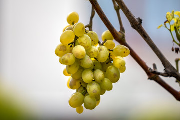 Close-up of vine branch with green leaves and isolated golden yellow ripe grape cluster lit by...