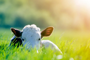 Close-up of white and brown calf looking in camera laying in green field lit by sun with fresh spring grass on green blurred background. Cattle farming, breeding, milk and meat production concept.