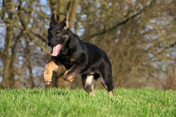 beautiful small black german shepherd is running in the garden on a sunny day