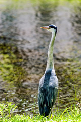 Blue Heron in Regent's Park in London, England