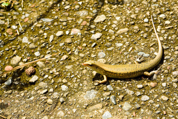 Male female lizard walking on the hot trekking surface in the rain forest tropical jungle in the hot humid asia island