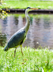 Blue Heron in Regent's Park in London, England