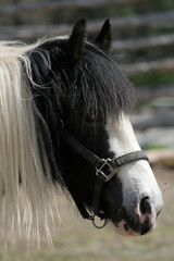 Black and white horse with ears forward