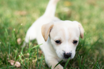 Naklejka na ściany i meble golden retriever puppy on grass