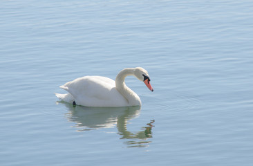 Mute Swan Reflection