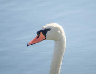 Obraz premium Mute Swan Head