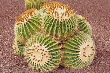 Golden barrel cactus - Echinocactus grusonii