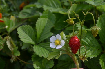 the strawberries are red and delicious white flower grass green