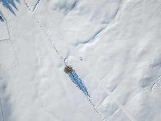 Aerial view of single isolated tree on snow covered meadow in Europe. Tranquil scene with beautiful shadow on white ground.