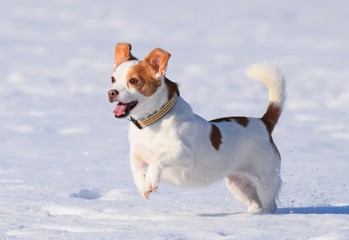 Kleiner, braun-weißer Hund spilet im Schnee mit einem grünen Tennisball