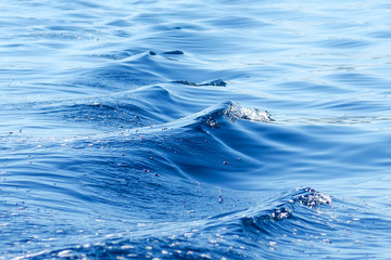 Beautiful texture of sea water with small fish. Holiday background. Backgrounds