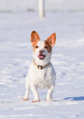 Kleiner, braun-weißer Hund spilet im Schnee mit einem grünen Tennisball