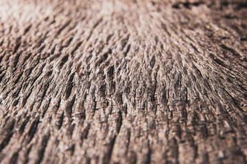 Abstract old wood close up texture. background for vintage background