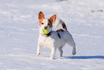 Kleiner, braun-weißer Hund spilet im Schnee mit einem grünen Tennisball