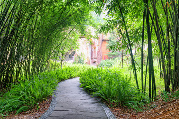 Stone walkway among ferns and green bamboo trees in park