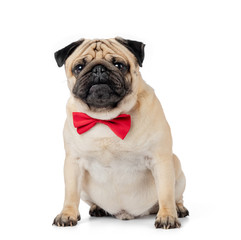 Sitting Pug dog in red bow-tie, isolated on white background.
