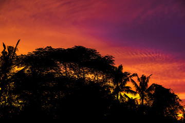 Rain forest tree silhouette with golden hour sky sunset high resolution image