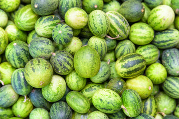 Fresh ripe green small watermelons. Freshly harvested fruits