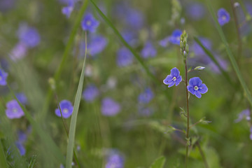 blue flowers in field