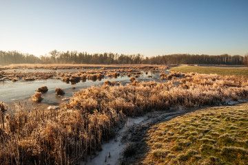 Winter landscape with dry and frosted reed plants