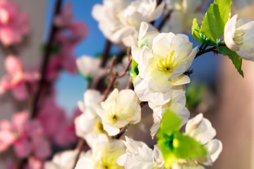 Fototapeta premium sakura flower, bloom, white cherry blossom