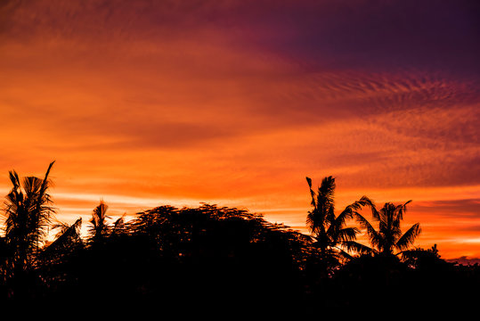 Rain forest tree silhouette with golden hours sky sunset high resolution image