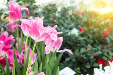 Pink tulips flower blooming blossom with sunshine morning in the botanic garden.